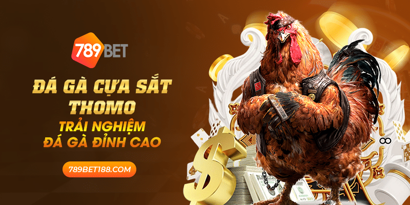 Đá gà cựa sắt thomo - Trải nghiệm đá gà đỉnh cao 1 40 da ga cua sat thomo trai nghiem da ga dinh cao