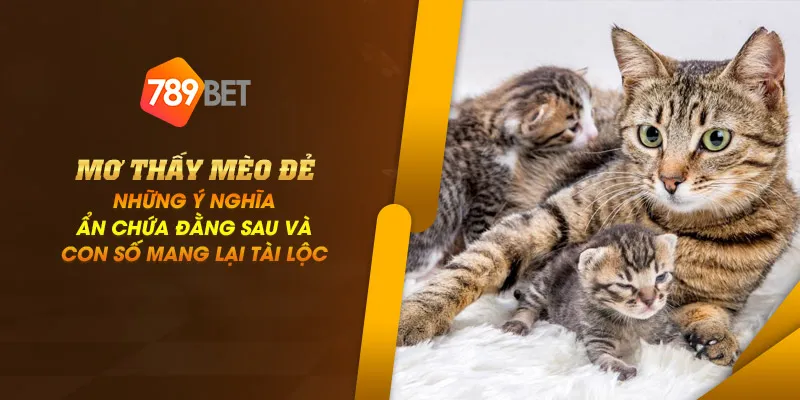 Mơ thấy mèo đẻ - Những ý nghĩa ẩn chứa đằng sau và con số mang lại tài lộc 1 11zon 3 mo thay meo de nhung y nghia an chua dang sau va con so mang lai tai loc