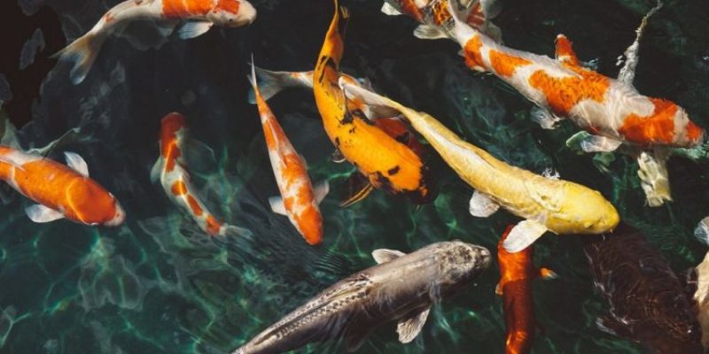 Nằm mơ thấy cá đánh số gì? Bật mí những con số may mắn 2 Cách luận giải giấc mơ nằm mơ thấy cá chuẩn xác