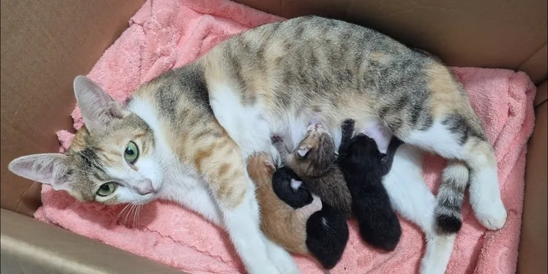 Mơ thấy mèo đẻ - Những ý nghĩa ẩn chứa đằng sau và con số mang lại tài lộc 3 Con số may mắn liên quan đến giấc mơ thấy mèo đẻ