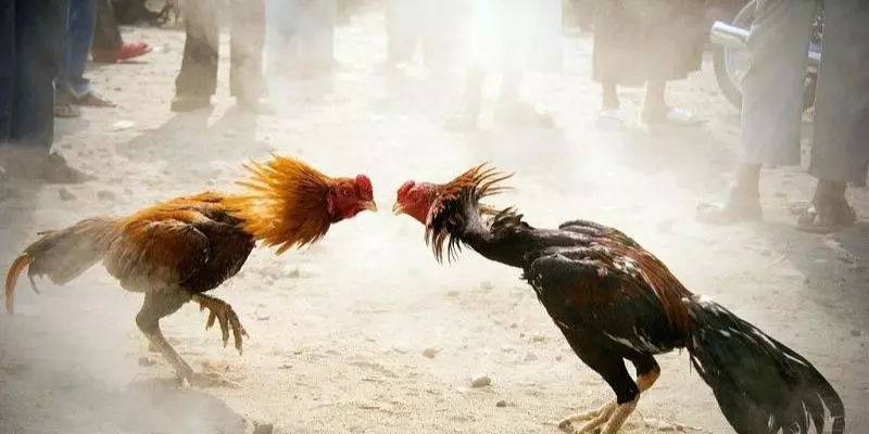 Tổng hợp mẹo chơi đá gà thắng lớn cược thủ không thể bỏ qua 4 Cách chơi đá gà để thắng lớn từ các cao thủ