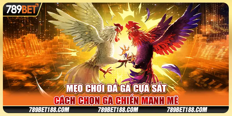 Mẹo chơi đá gà cựa sắt - Cách chọn gà chiến mạnh mẽ 1 Mẹo chơi đá gà cựa sắt - Cách chọn gà chiến mạnh mẽ