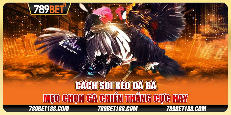 Cách soi kèo đá gà - Mẹo chọn gà chiến thắng cực hay 1 Cách soi kèo đá gà - Mẹo chọn gà chiến thắng cực hay