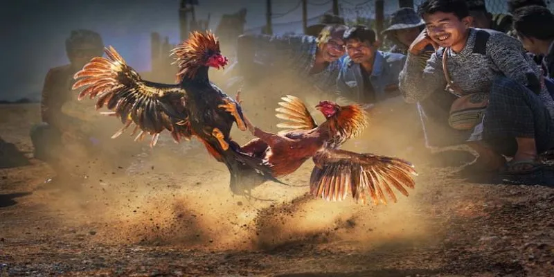 Cách soi kèo đá gà - Mẹo chọn gà chiến thắng cực hay 3 Danh sách các loại kèo đá gà được ưa chuộng