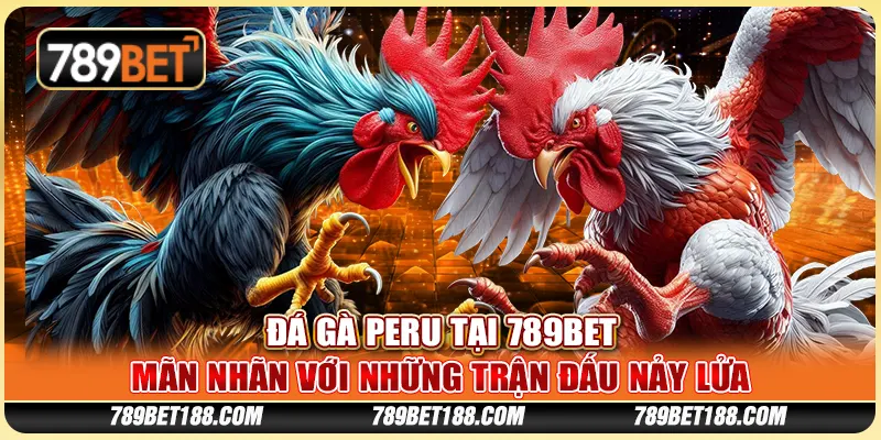 Đá gà Peru tại 789Bet - Mãn nhãn với những trận đấu nảy lửa