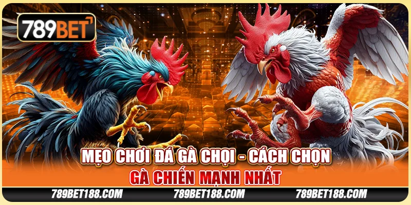 Mẹo chơi đá gà chọi - Cách chọn gà chiến mạnh nhất