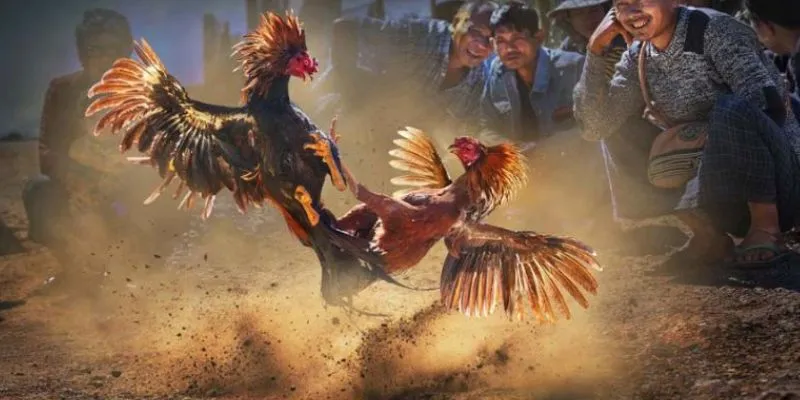 Đá gà công nghệ cao tại 789Bet - Đặt cược dễ dàng 4 Mẹo cá cược đá gà công nghệ cao hiệu quả