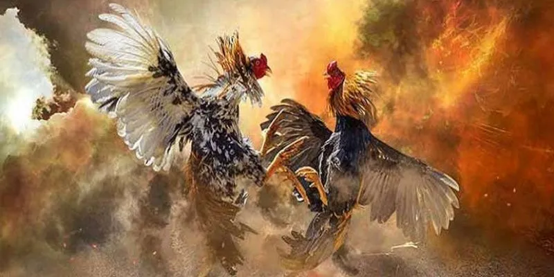 Tìm hiểu các loại kèo đá gà chọi được ưa chuộng