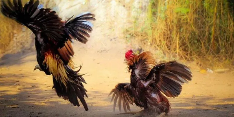 Đá gà Malay tại 789Bet - Cập nhật tỷ lệ kèo nhanh và chuẩn 3 Tìm hiểu luật lệ cơ bản trong đá gà Malay