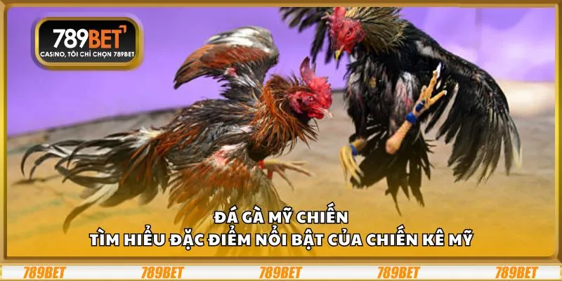 Đá Gà Mỹ Chiến: Tìm hiểu đặc điểm nổi bật của chiến kê Mỹ 1 Đá Gà Mỹ Chiến: Tìm hiểu đặc điểm nổi bật của chiến kê Mỹ