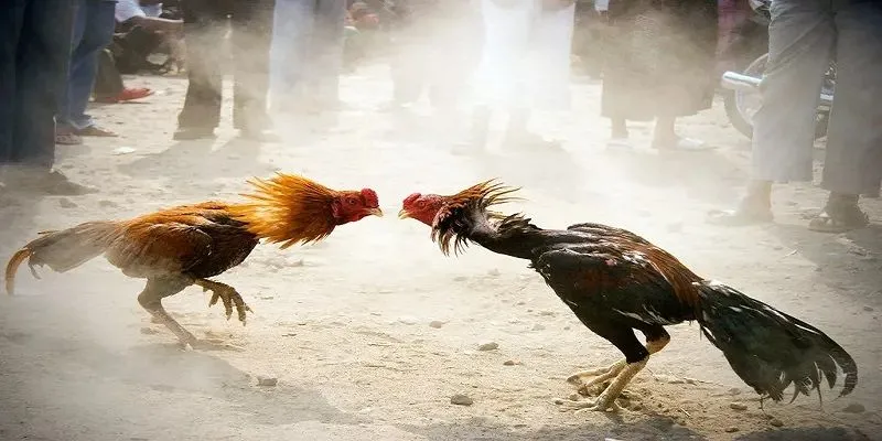 Đá gà trực tuyến: Kinh nghiệm phân tích bảng tỷ lệ kèo chuẩn xác 2 Hiểu rõ các loại cược đá gà